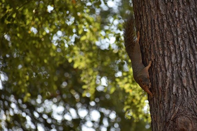 年世界斯诺 年世界斯诺